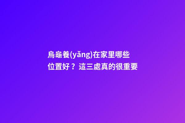烏龜養(yǎng)在家里哪些位置好？這三處真的很重要